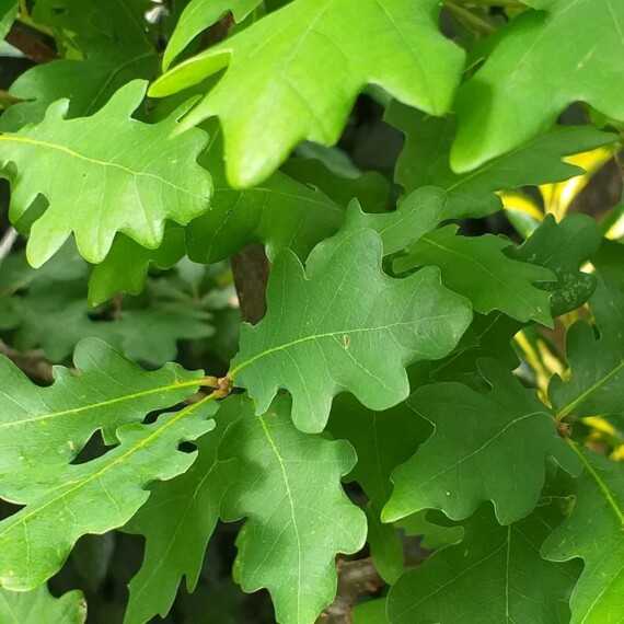 Young oak leaf