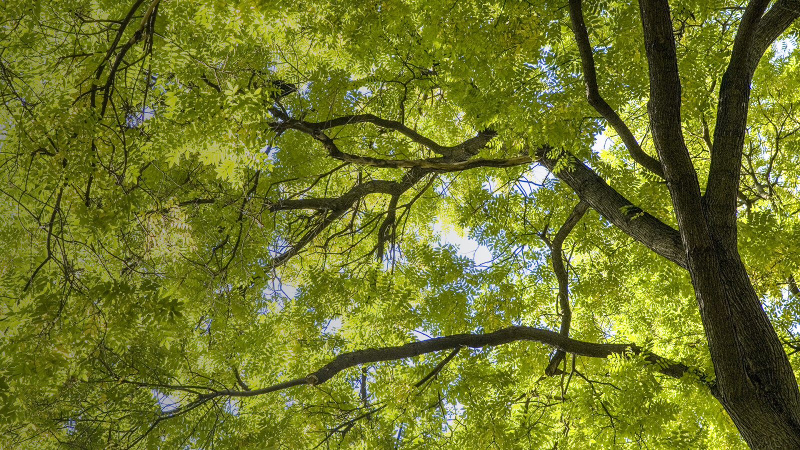 alder-facts-and-mythology-of-the-ash-tree