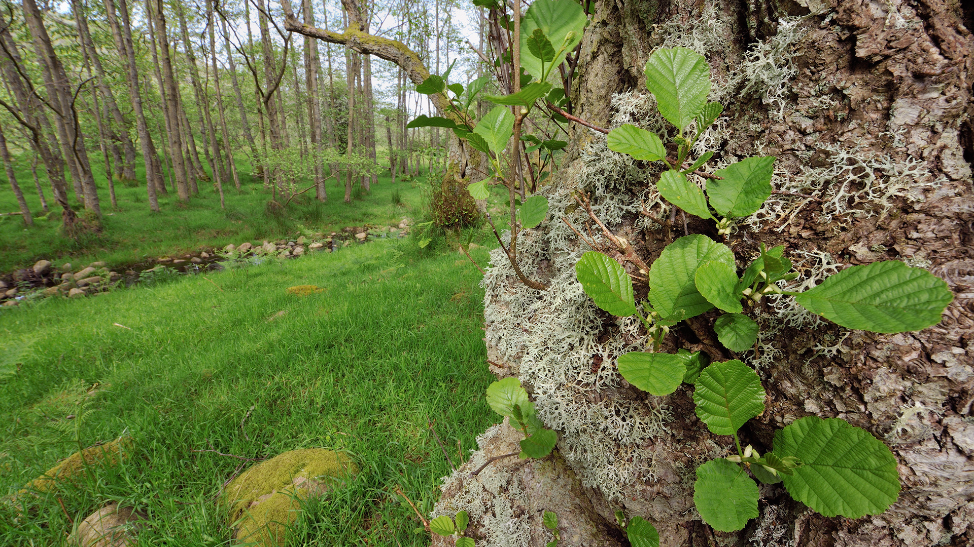 Alder facts and information Trees for Life