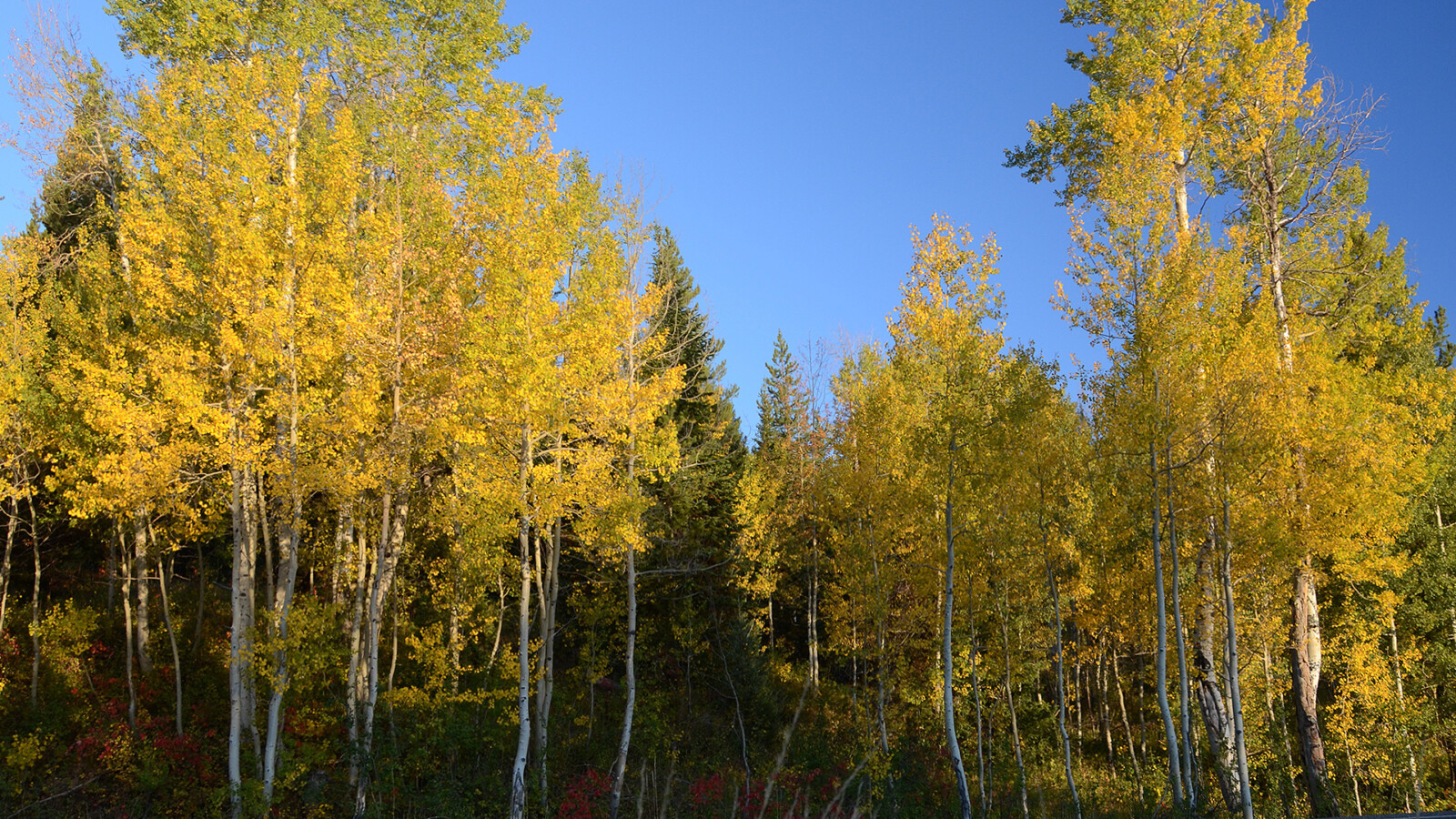 Aspen facts and information | Trees for Life