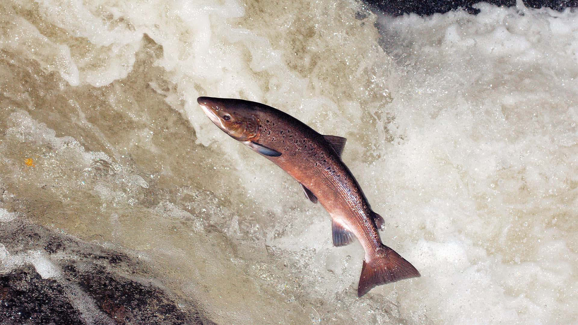 Salmon facts and information | Trees for Life