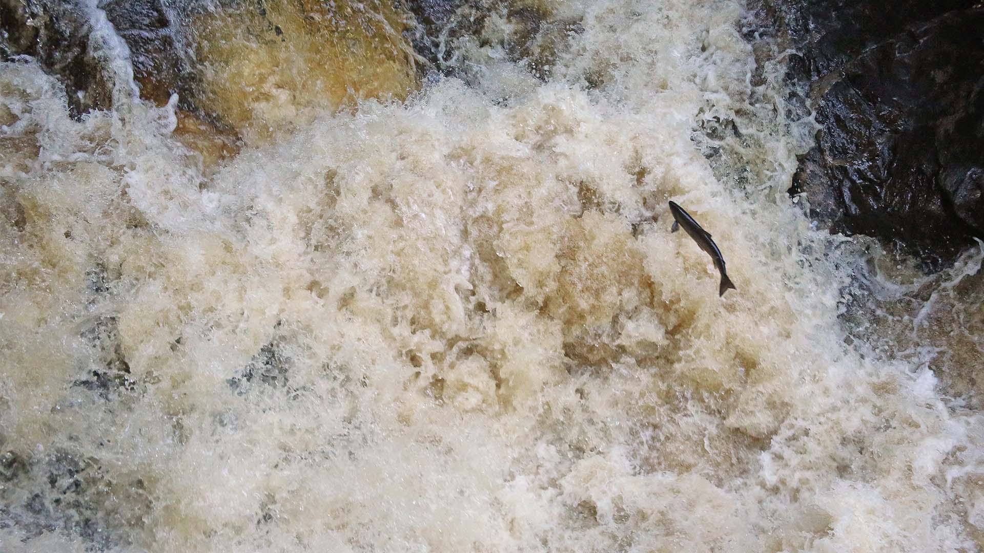 Atlantic salmon facts and information Trees for Life