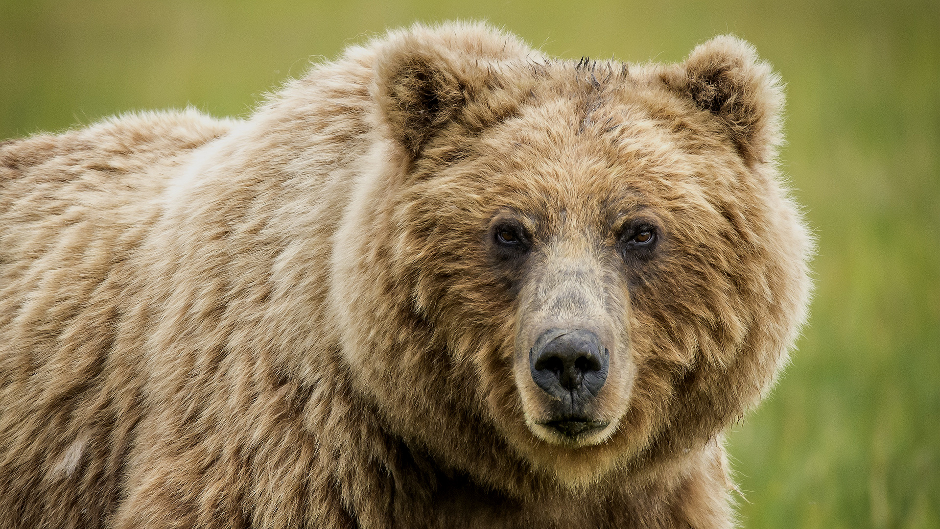 The Bear A Missing Predator Of The Caledonian Forest Trees For Life