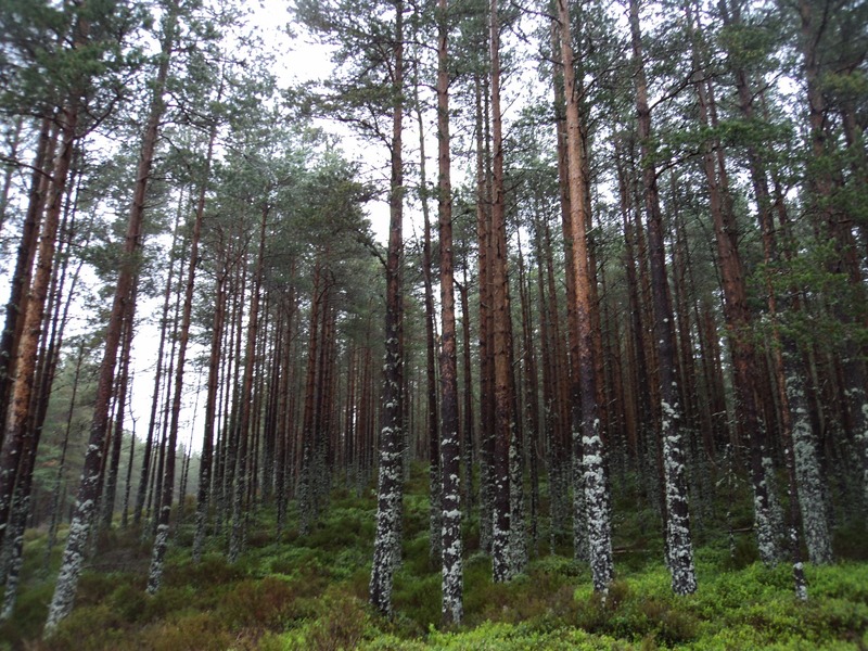 Eleni Rose Barron - Trees for Life