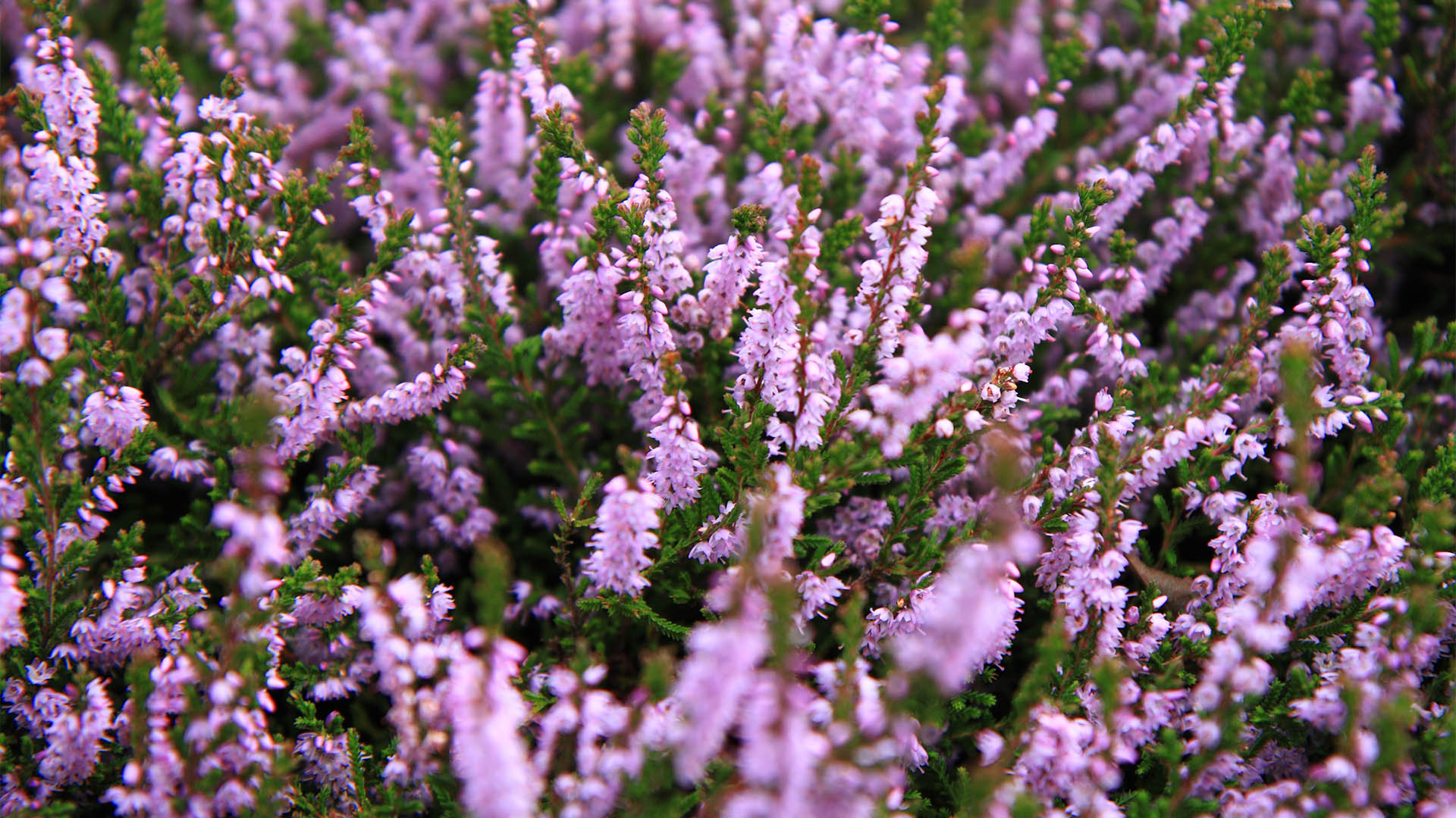 Heather is perhaps as much a symbol of Scotland as the famous thistle, espe...