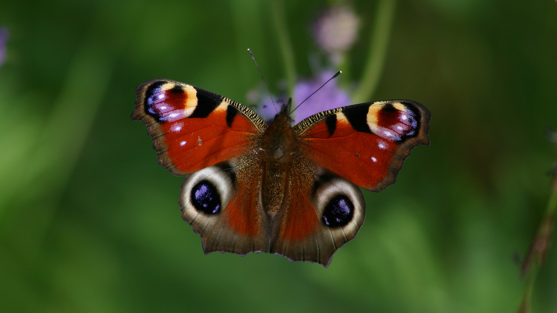 peacock-butterfly-facts-trees-for-life
