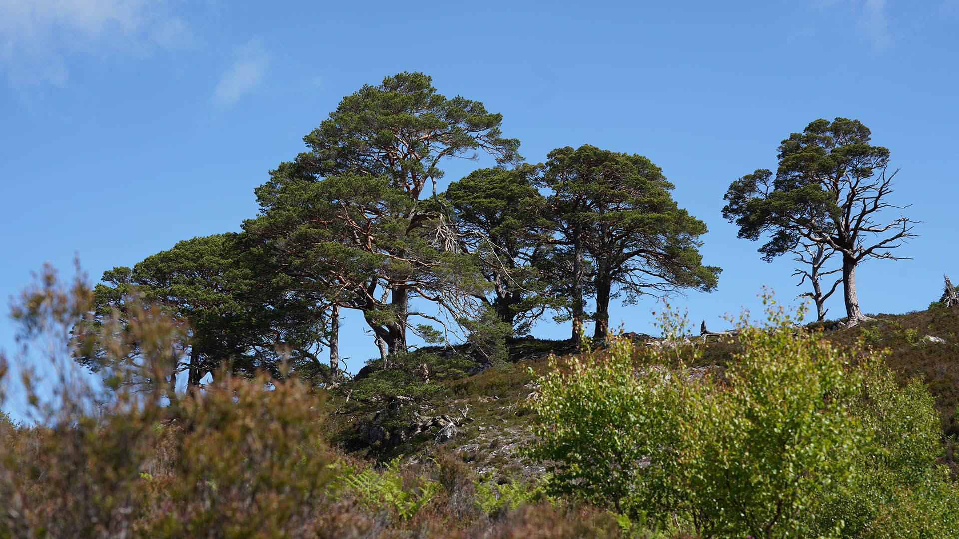 The Scots Pine – Tree of the year 2007