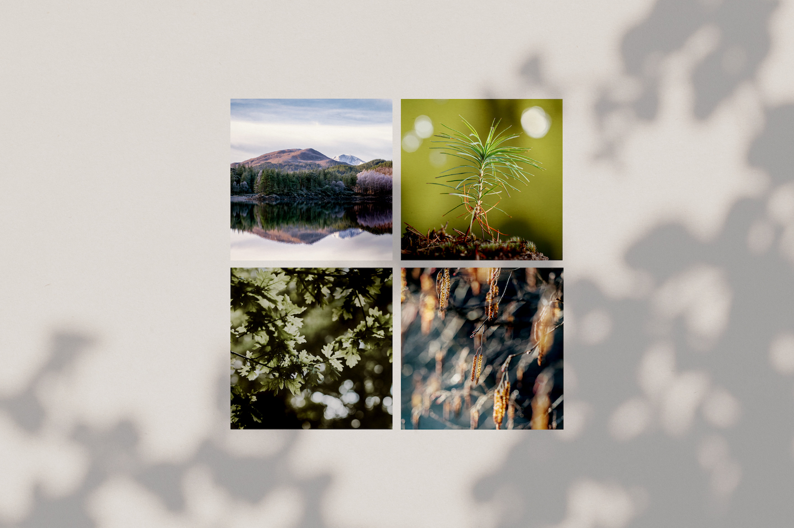 Plant a tree cards Plant a tree gift cards