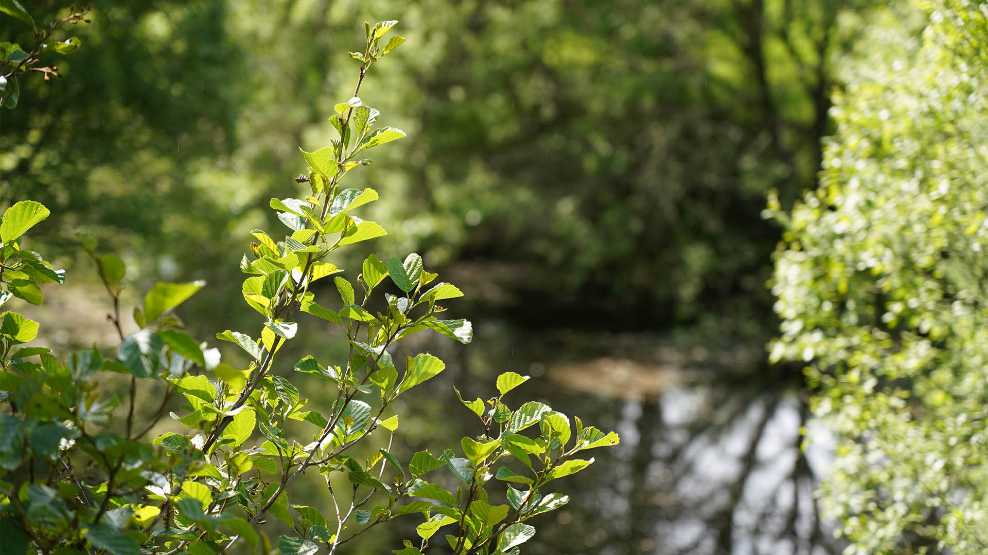 the-riparian-zone-adventures-at-your-place