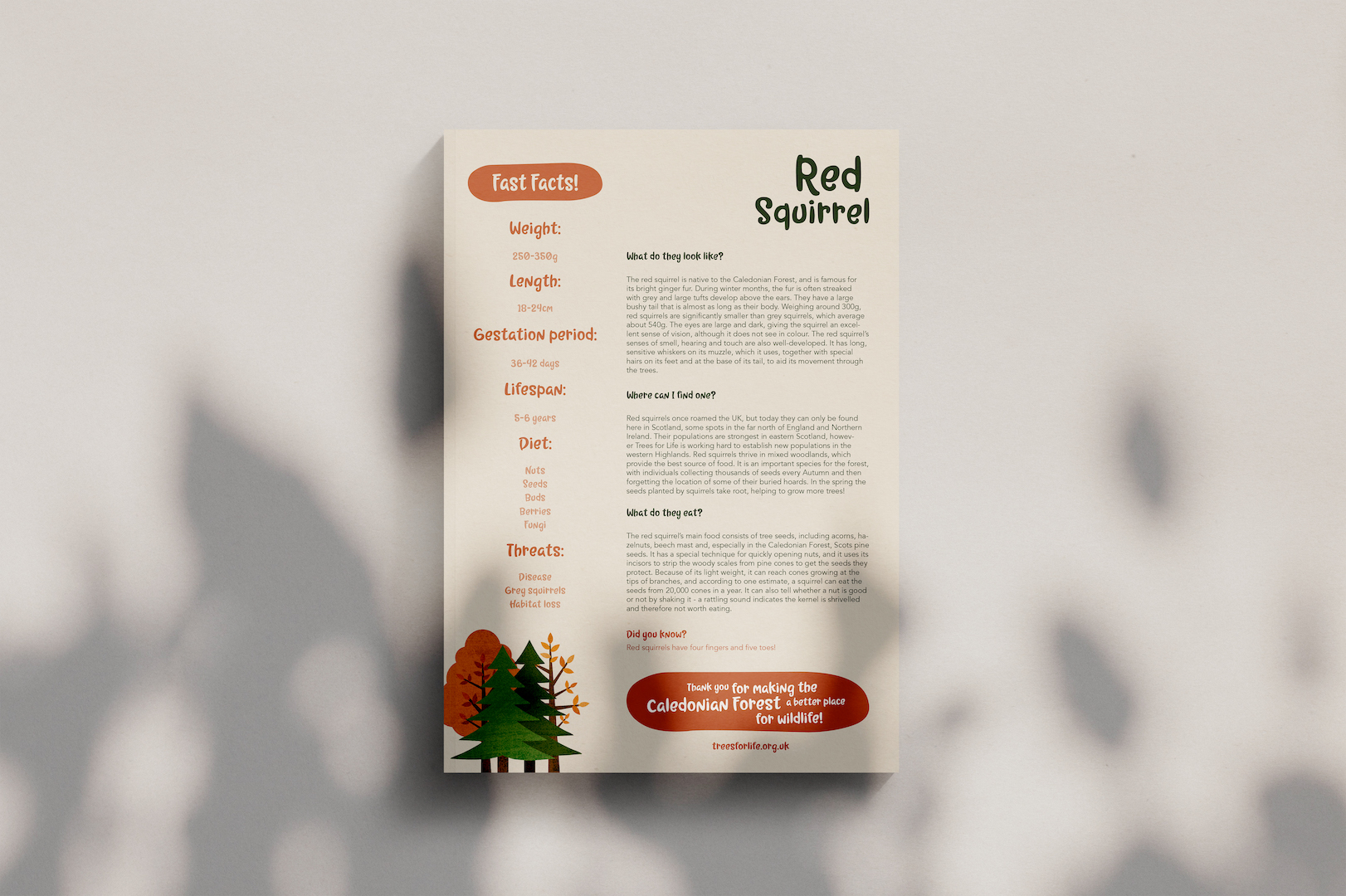 Sponsor a Red Squirrel back Sponsor a squirrel fact sheet