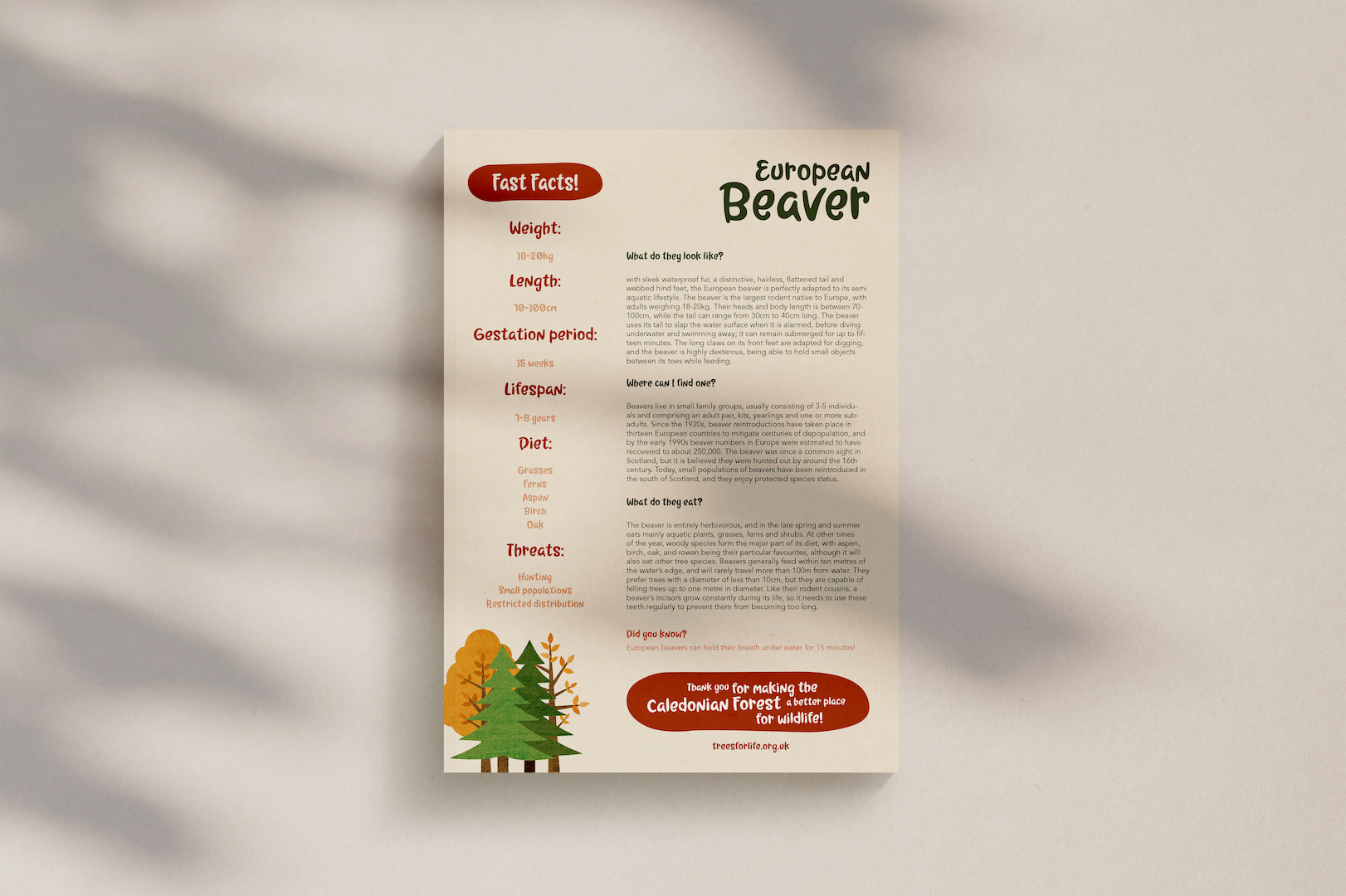 Sponsor a beaver back Sponsor a beaver fact sheet