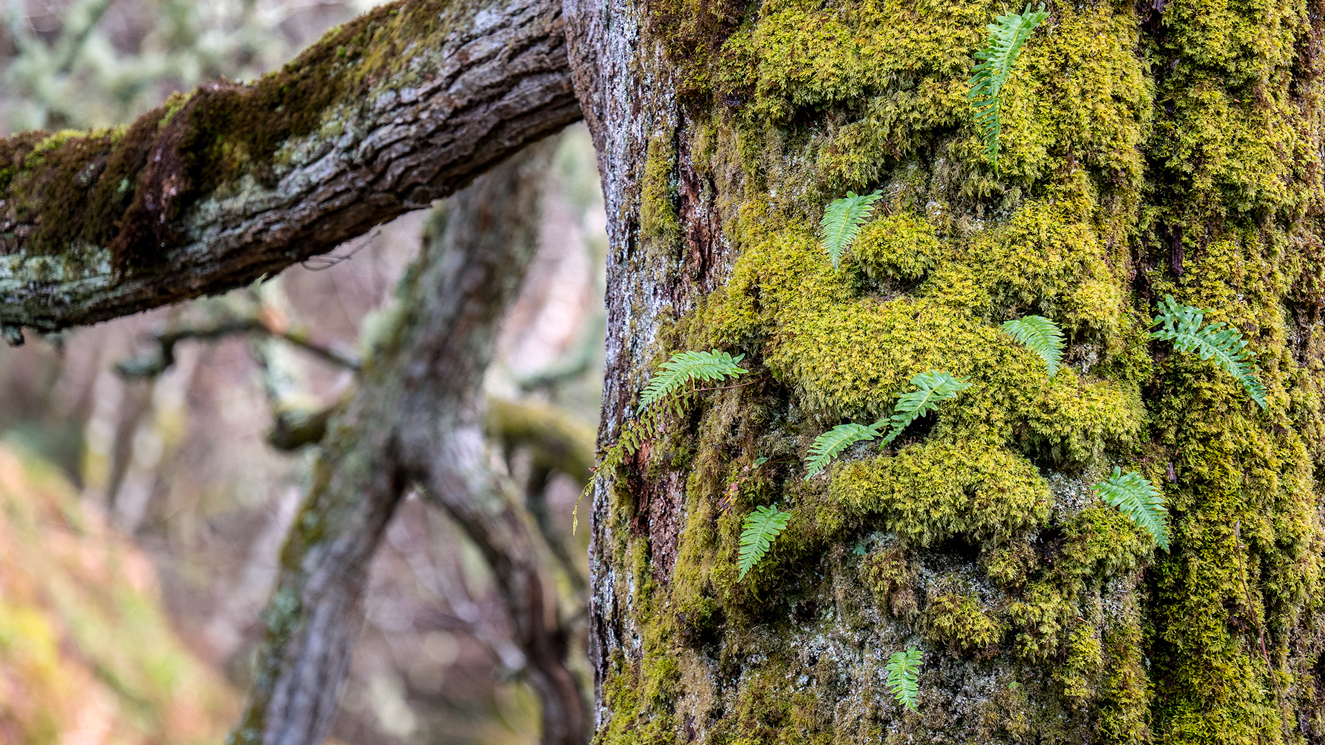 Survival Skills: Eating Tree Bark - Through The Trees