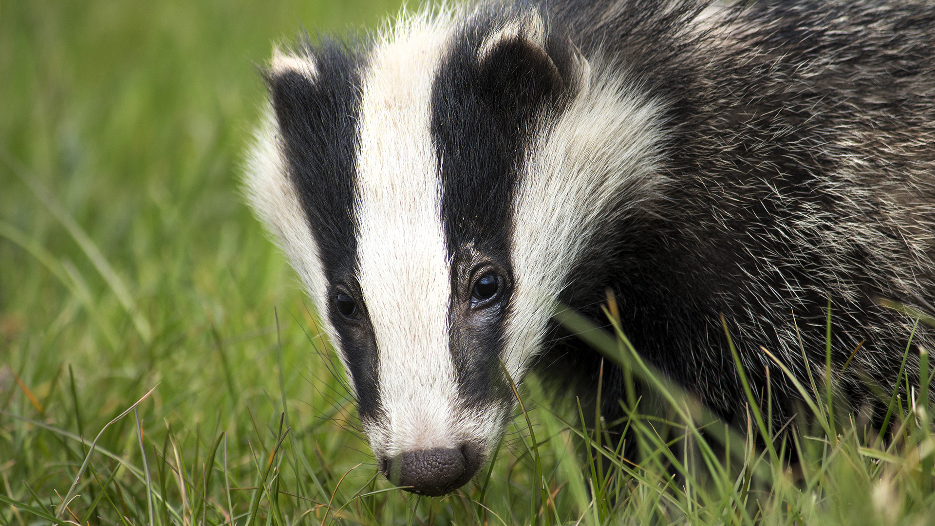 Badger facts and information | Trees for Life
