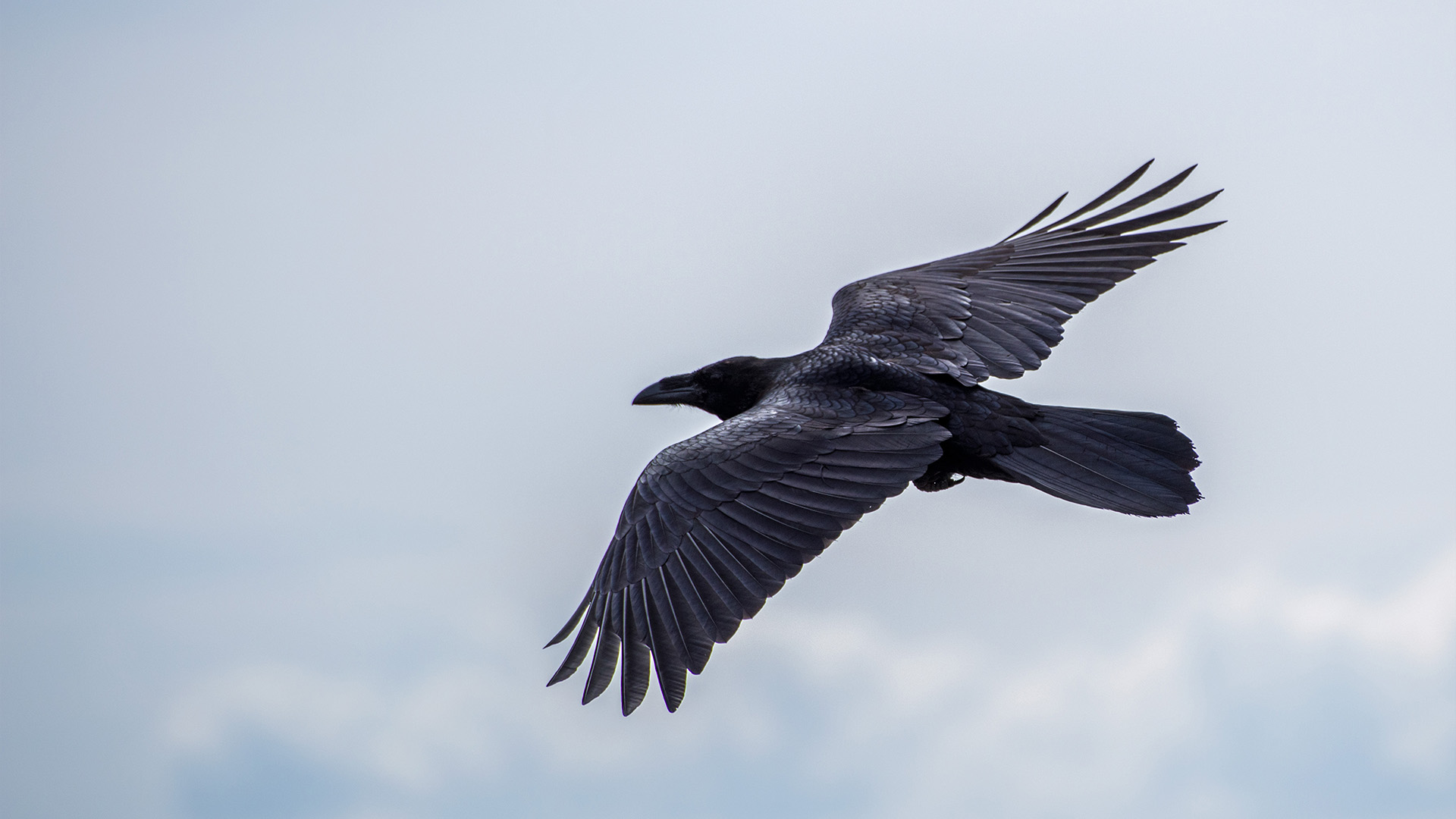Raven mythology and folklore | Trees for Life