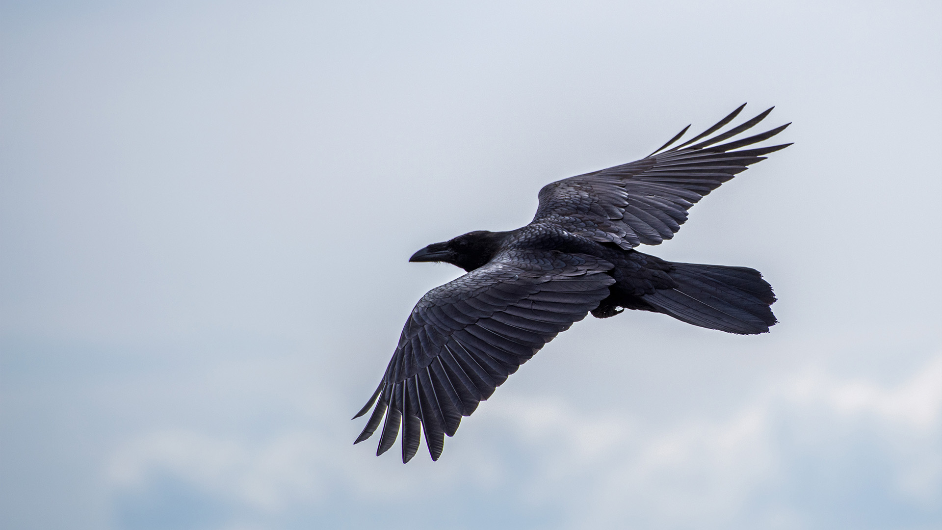 raven-mythology-and-folklore-trees-for-life