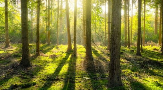 https%20_www.hopperjobs.com_wp-content_uploads_2017_11_Scotland_tree_conservation_2017