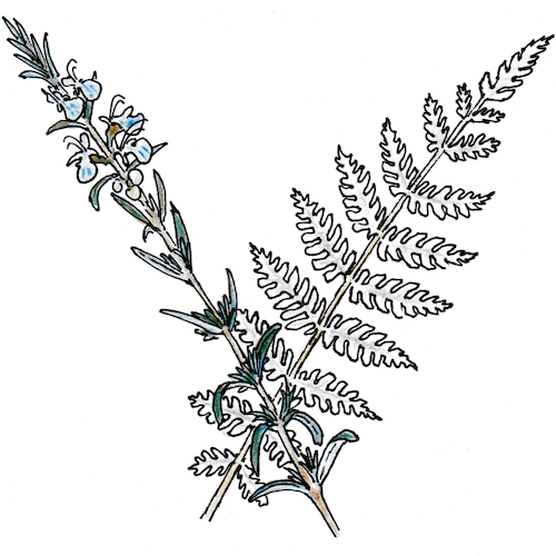 rosemary-silver-fern-5c0052e6b8efb