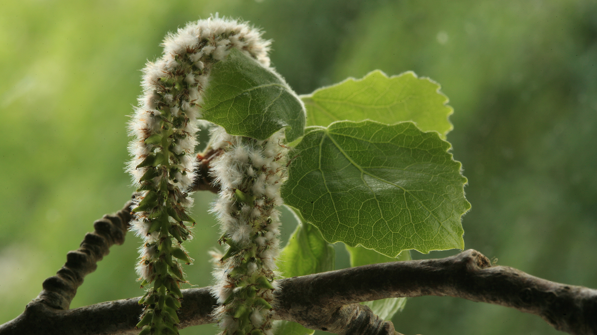 Aspen Seeds
