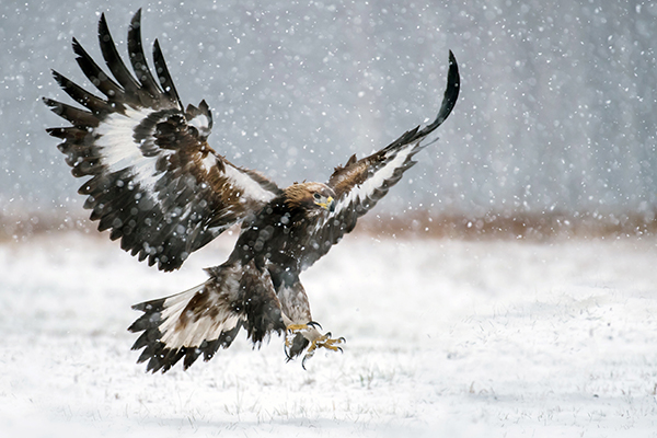 Golden Eagle