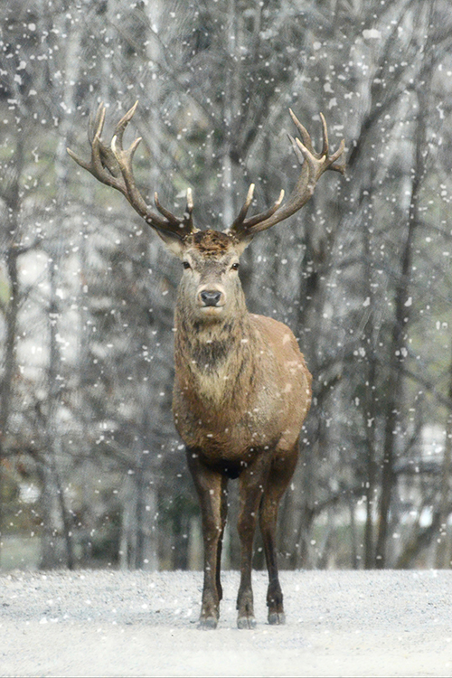 Deer