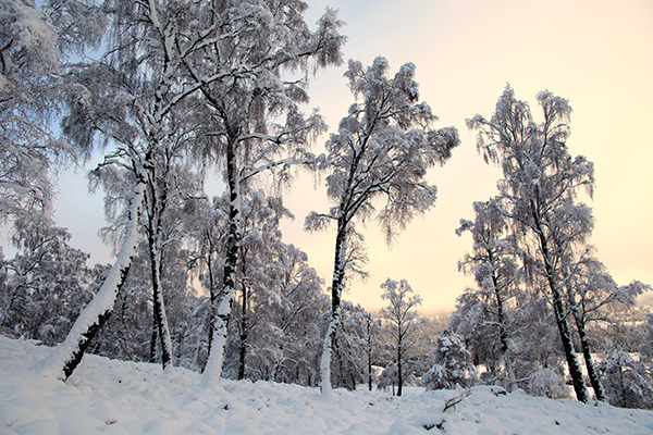 Birch with sunset