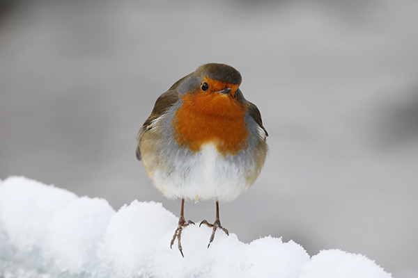 Robin