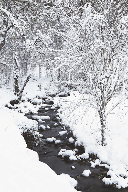Rowan and birch trees covered in snow beside the Allt Coire Beithe