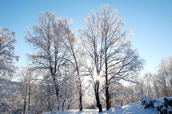 Birch in Glen Affric