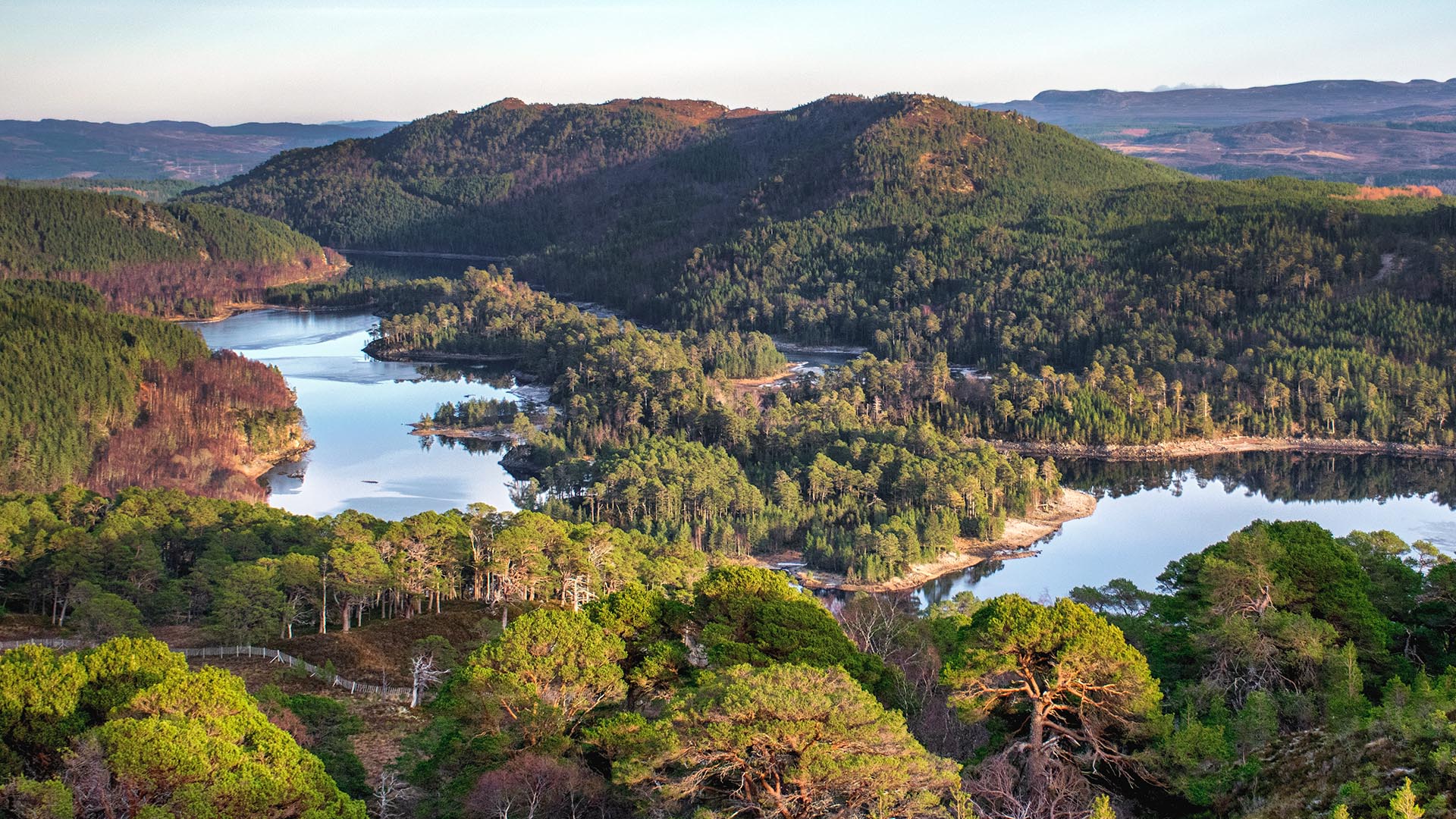 Plant A Tree In The Scottish Highlands