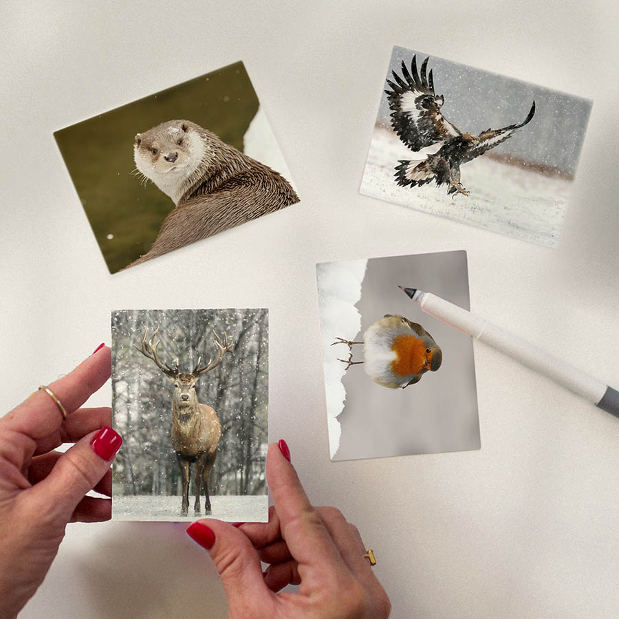 Wildlife greetings cards