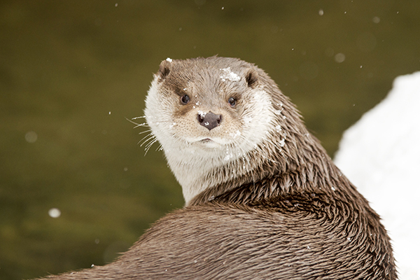 Otter