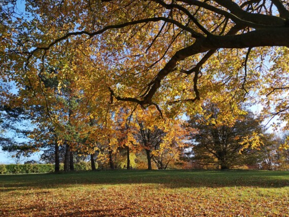 Alexandra Park, Bath, Nov 2019