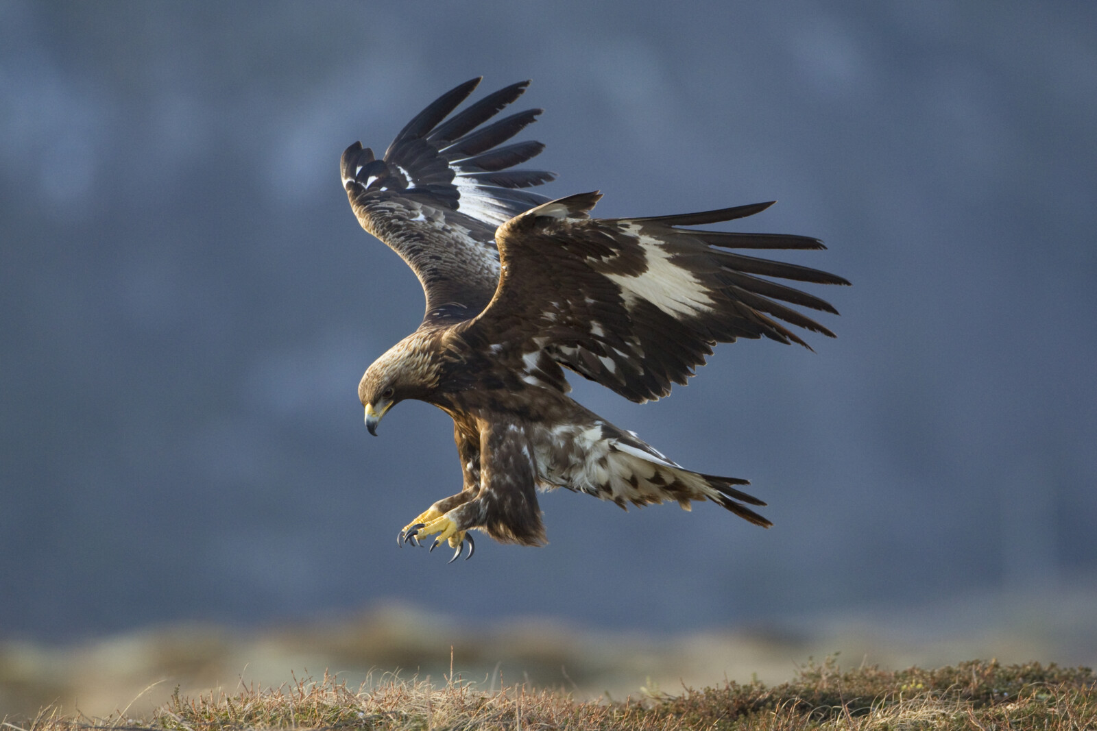 Groundbreaking bid to save Scotland’s disappearing mountaintop forests ...