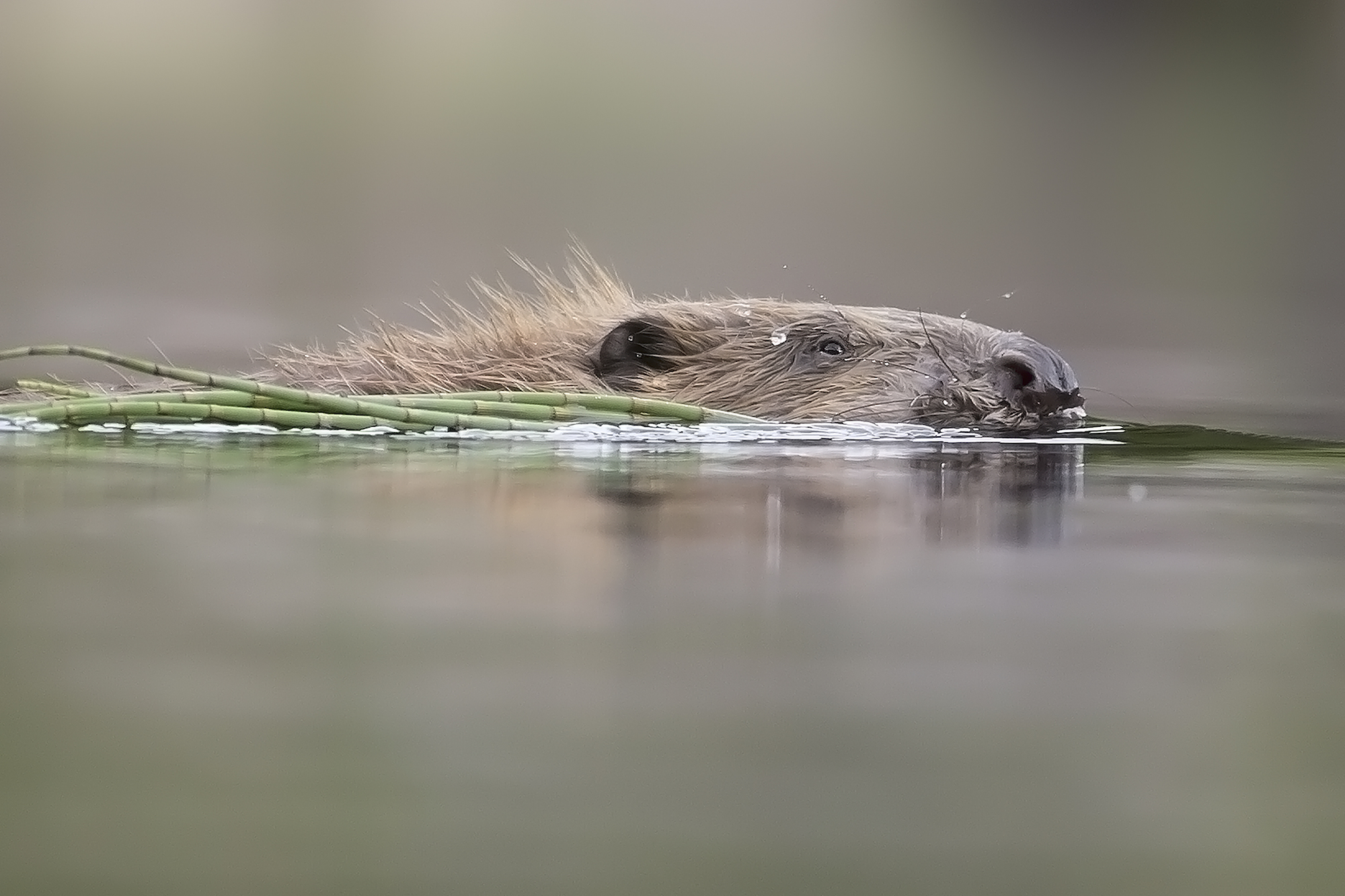 Ministers urged to relocate beavers and end the culling - Trees for Life 