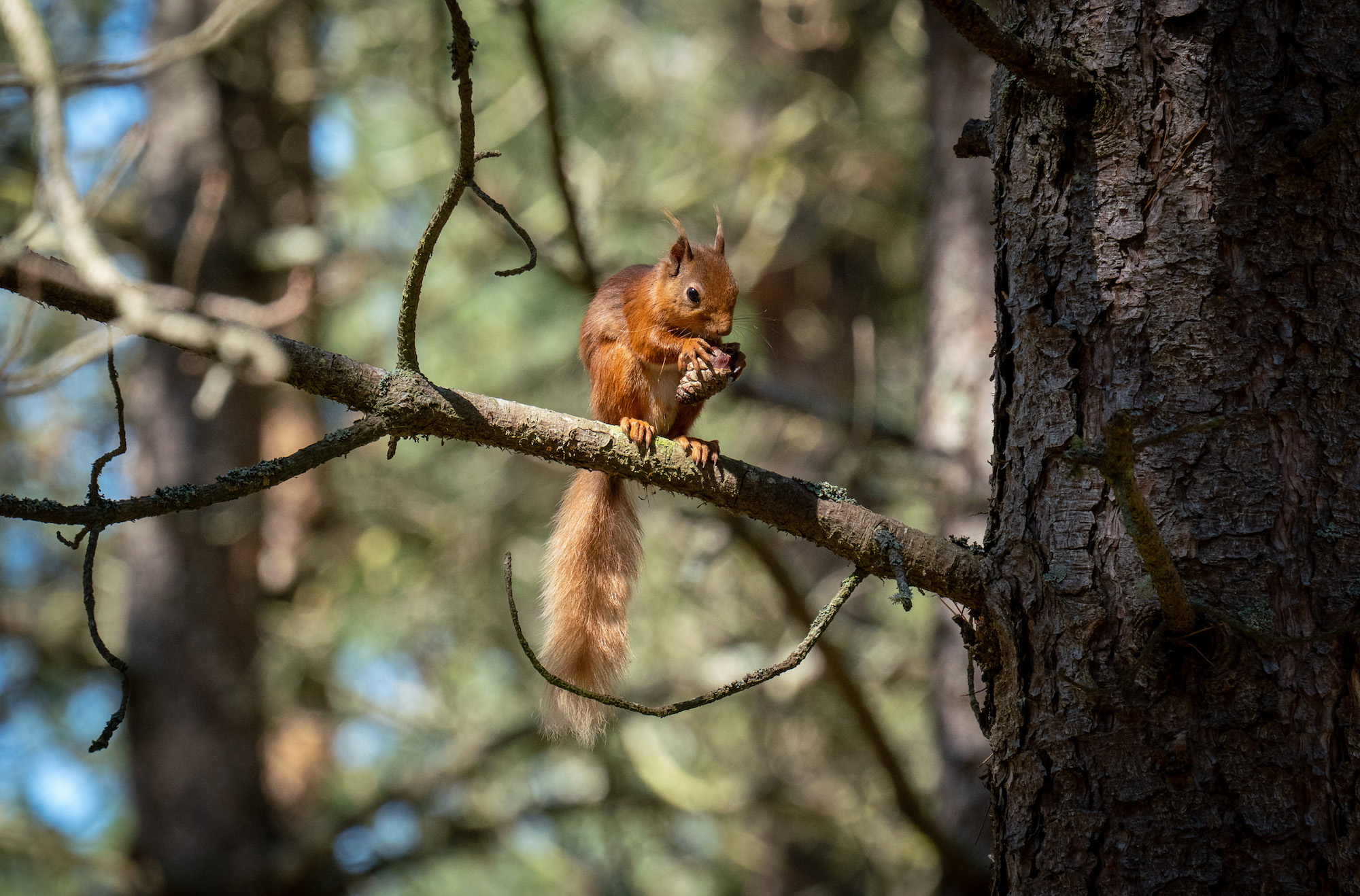 Call for reports of red squirrel sightings across the Highlands to