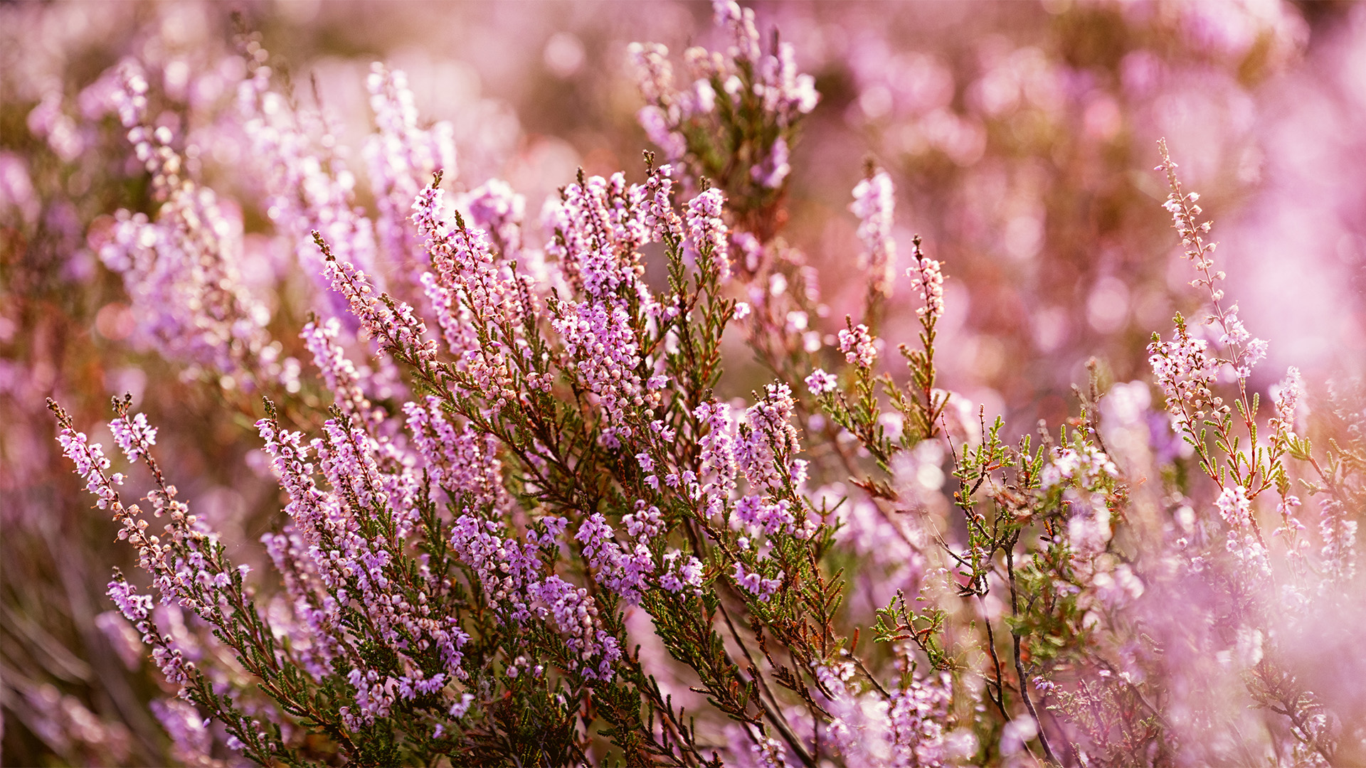 Heather mythology and folklore | Trees for Life