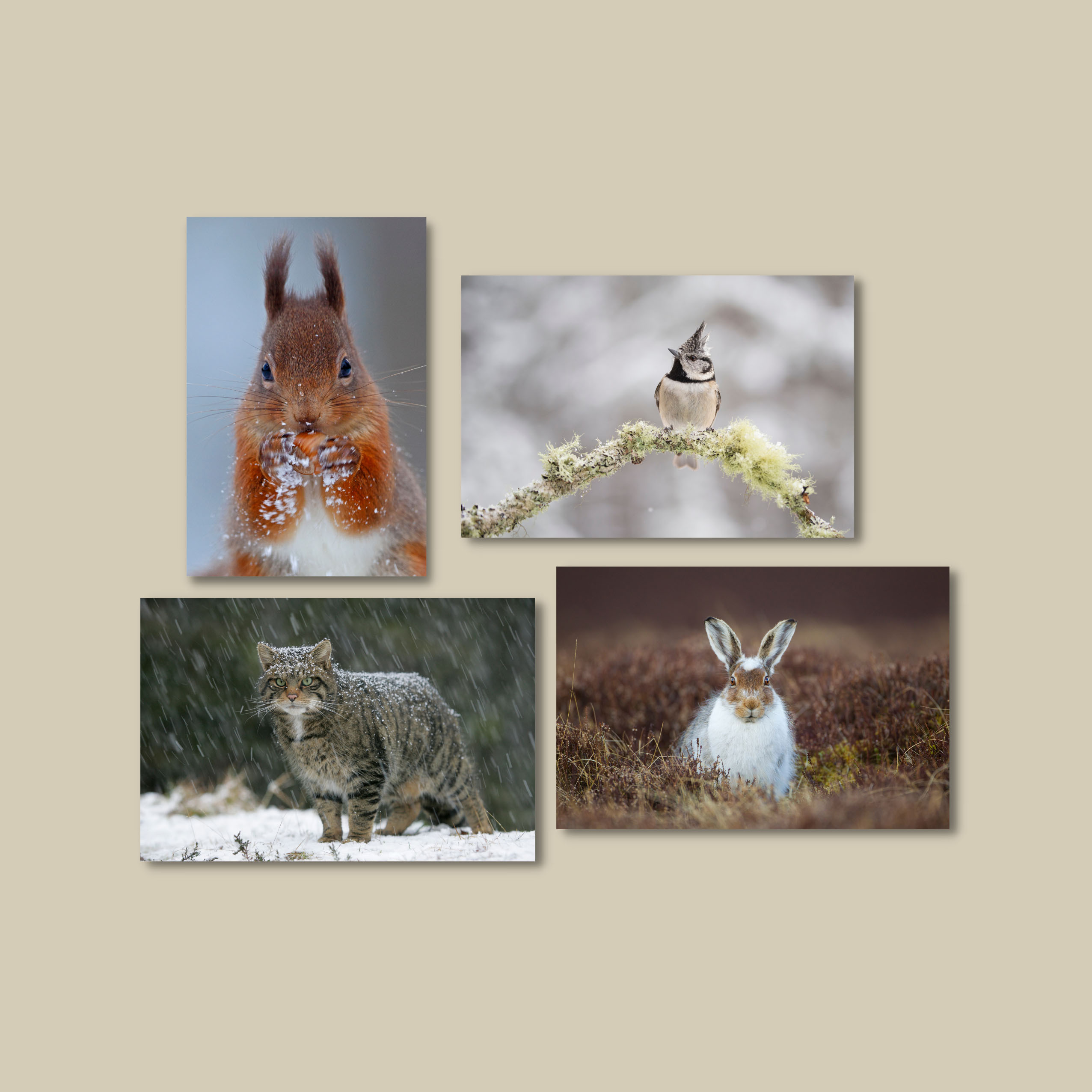 NEW Wildlife greetings cards