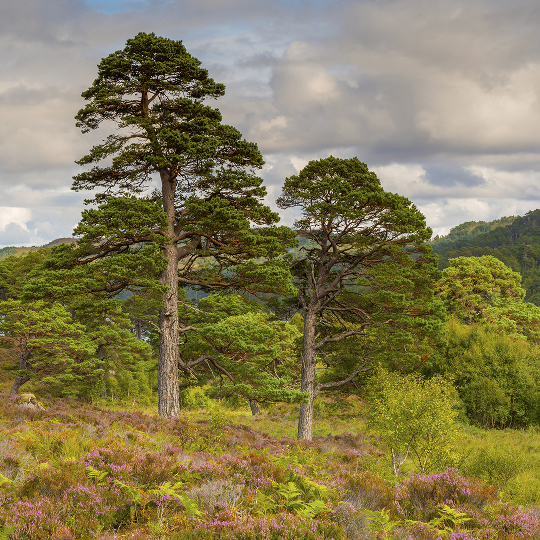 Scots pines at Glen Affric 1_DSC6895 square