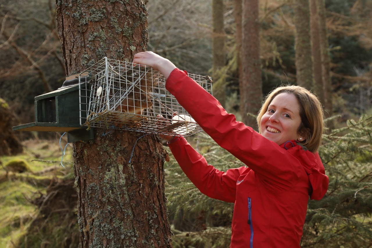 New citizen science project to help endangered red squirrels - Trees