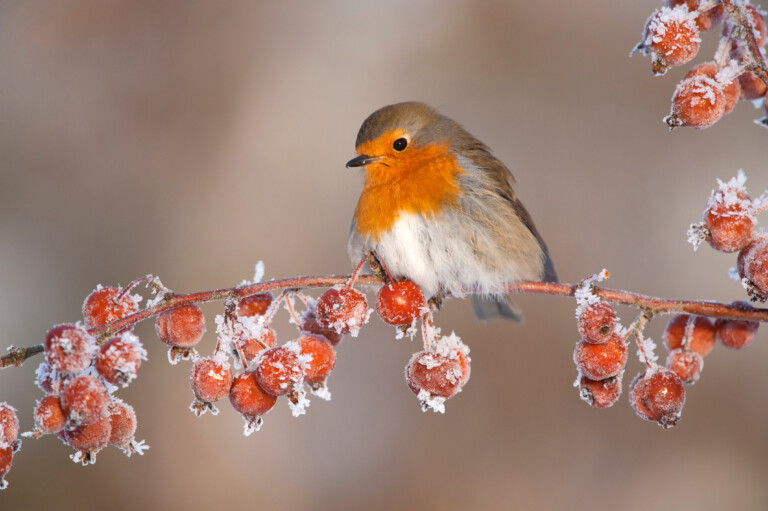 Greeting cards for all occasions