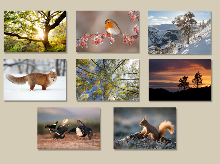 8 pack of nature gift cards