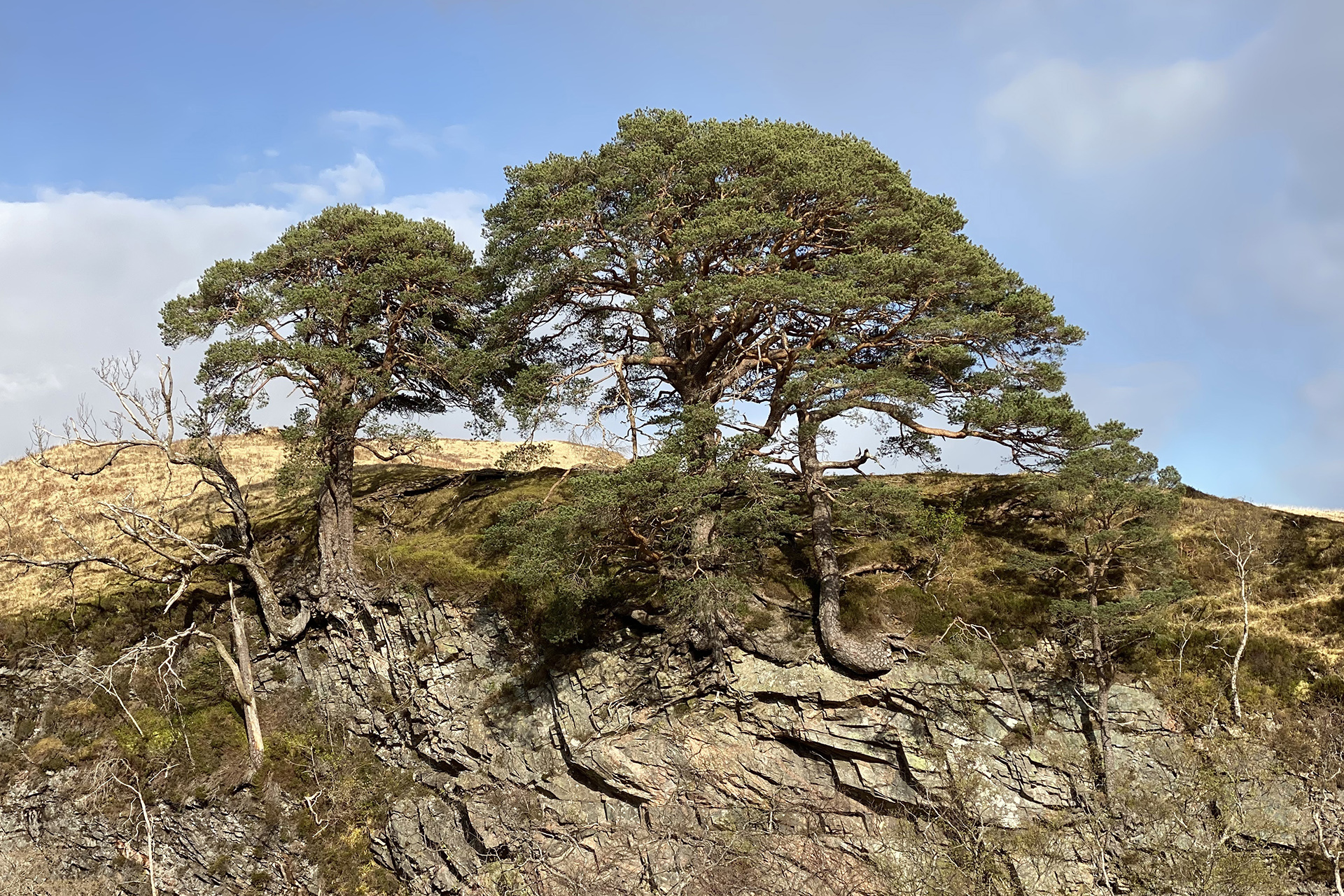 Finding Scotland’s ‘lost’ ice age pinewoods - Trees for Life