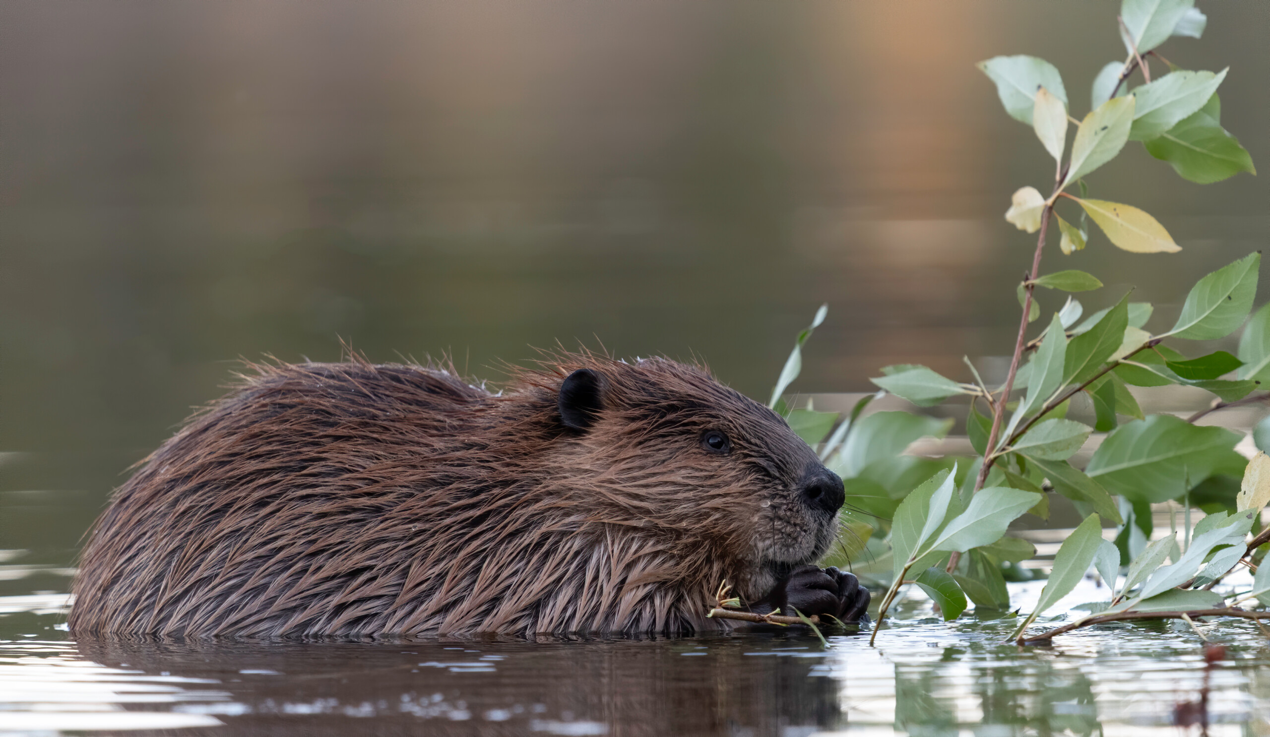 Beaver to Glen Affric: An update - Trees for Life