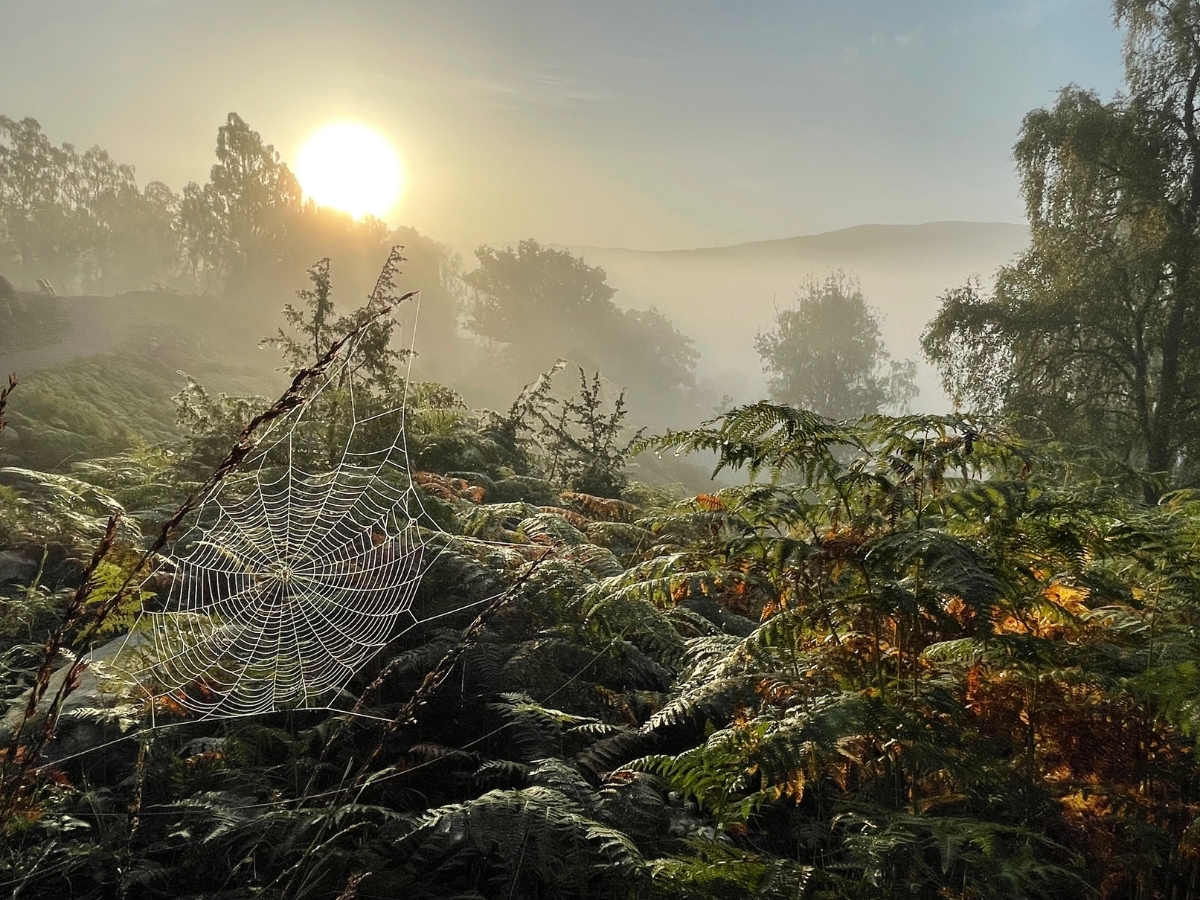 Photograph of bracken and trees at Dundreggan