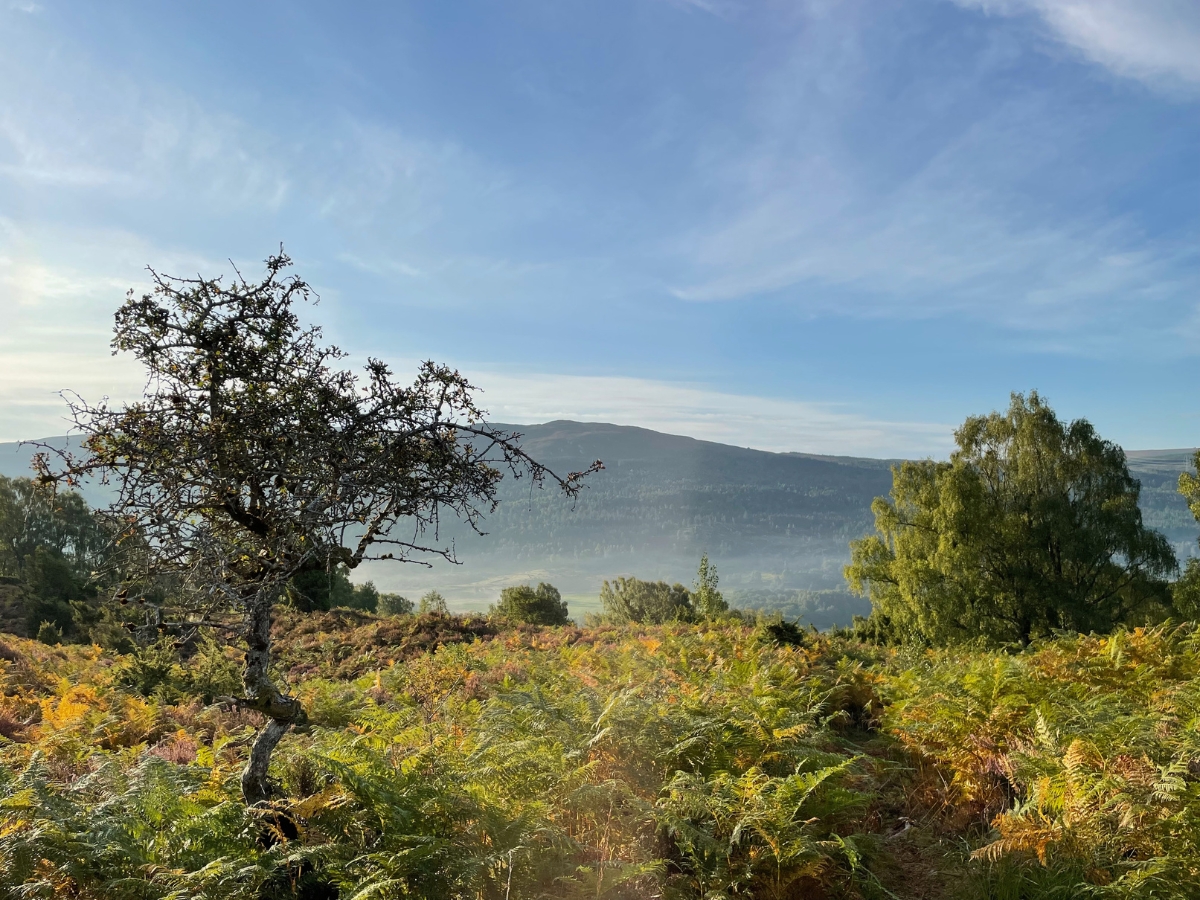 Photograph of bracken and trees at Dundreggan