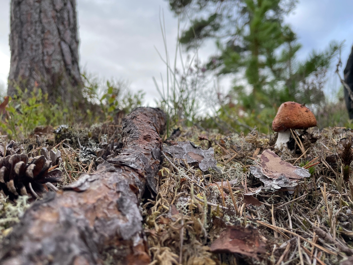 Photo of forest floor at Dundreggan estate