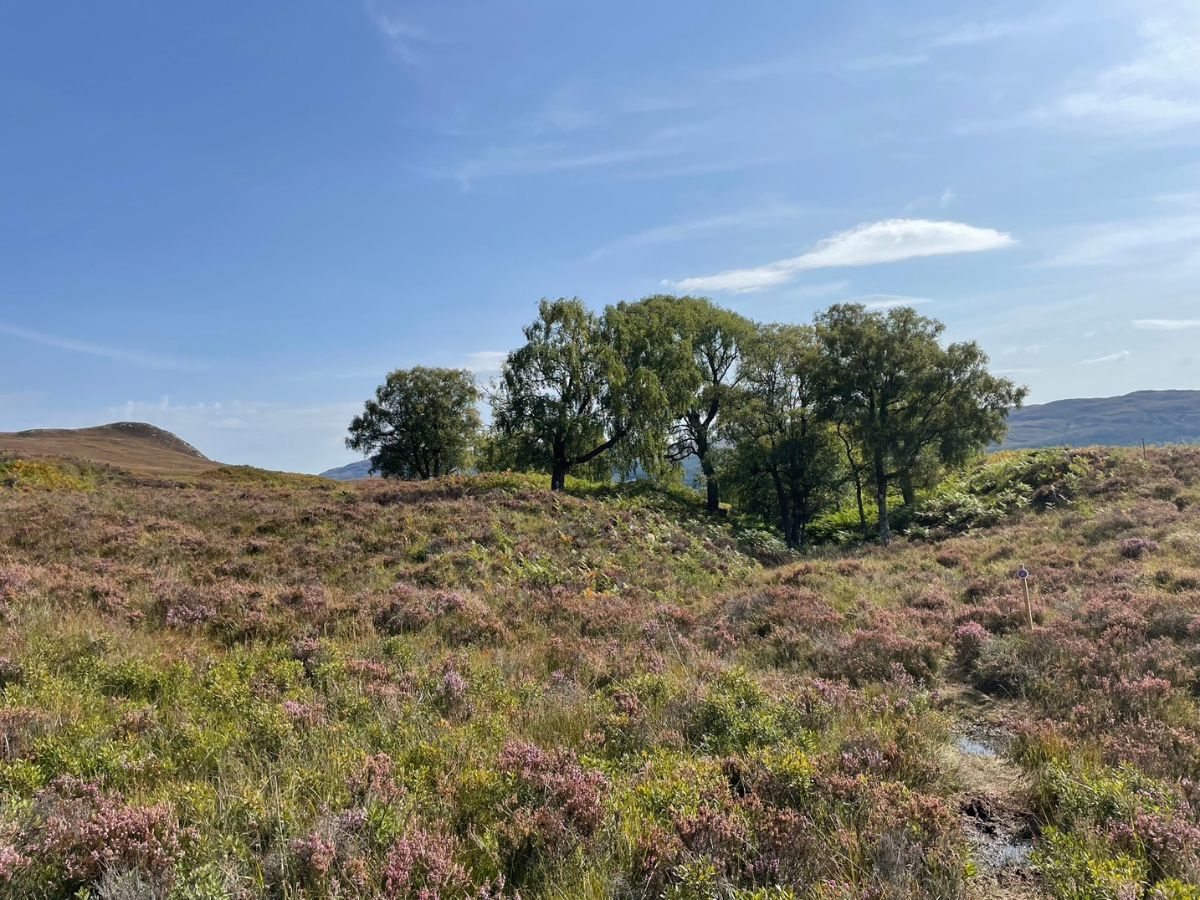 Photo of hillside with heather and trees