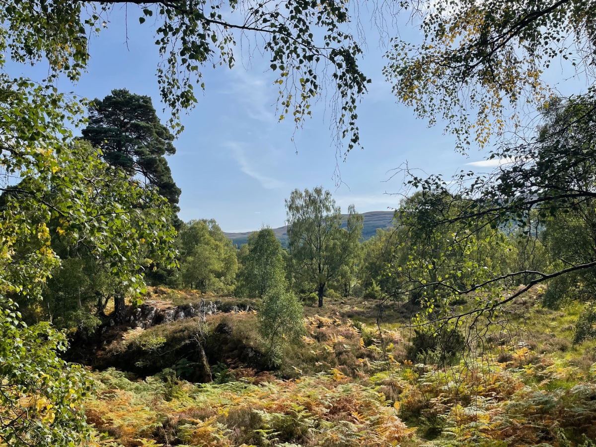 Photo of trees at Dundreggan estate