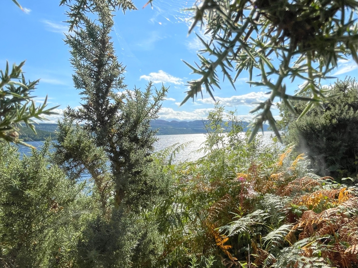 Photograph of bracken and gorse with loch behind