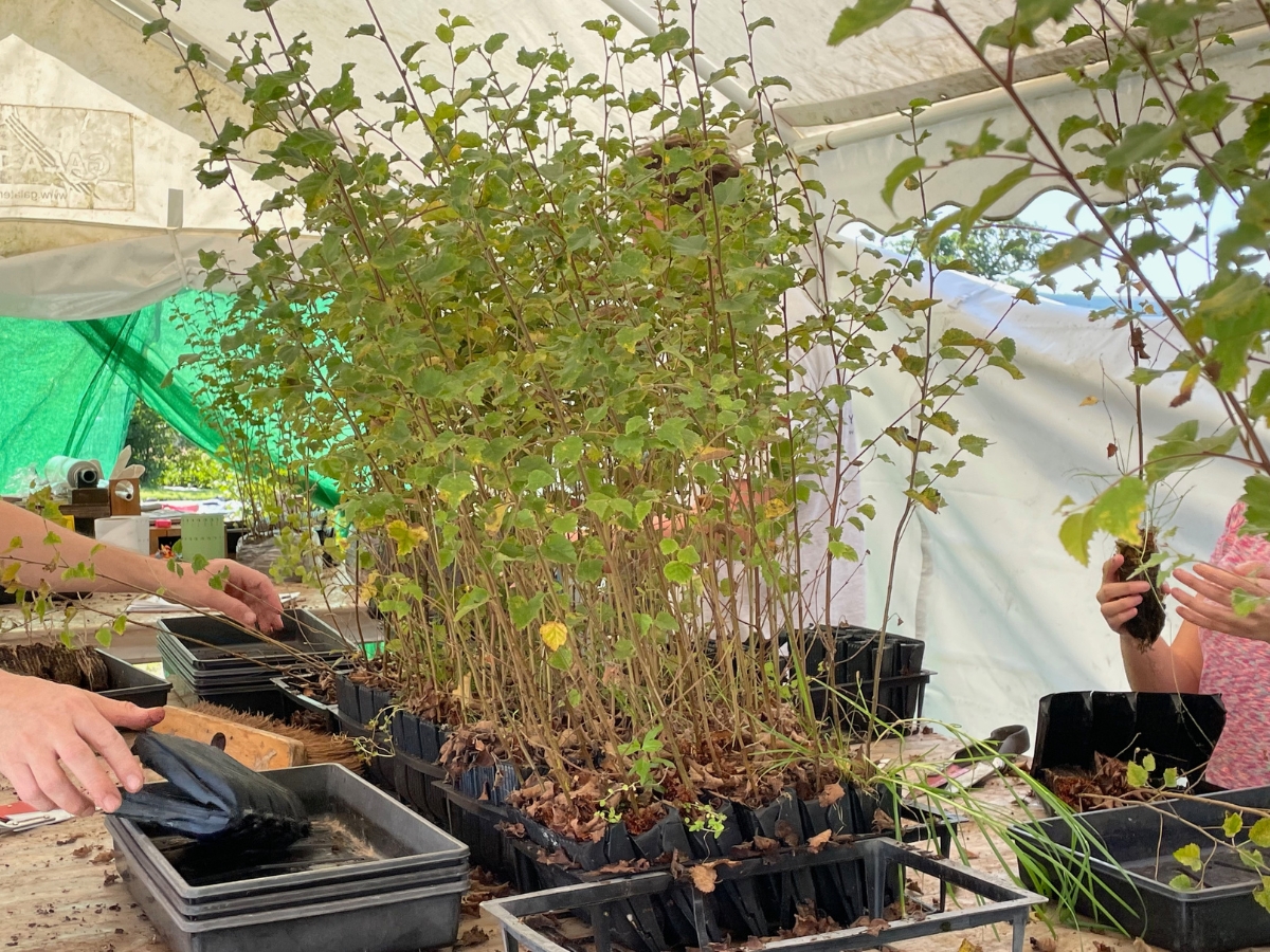 Photo of young trees at Dundreggan tree nursery